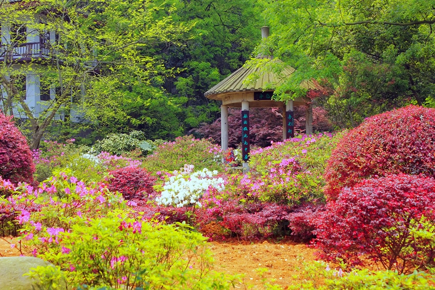 Asian gazebo in beautiful flower garden