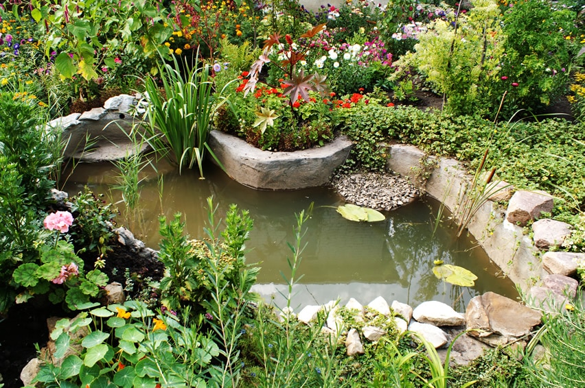 Pond with ivy in backyard with flowers