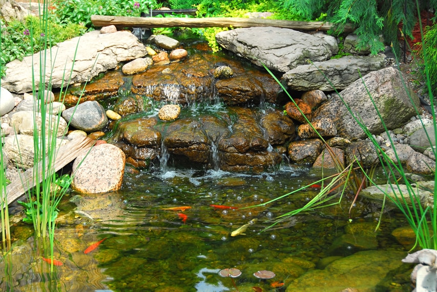 Natural backyard pond with waterfall