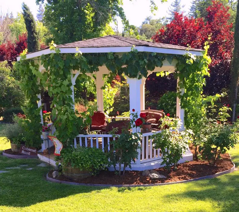 Garden gazebo built with pine and 10 foot in diameter with creeping vines