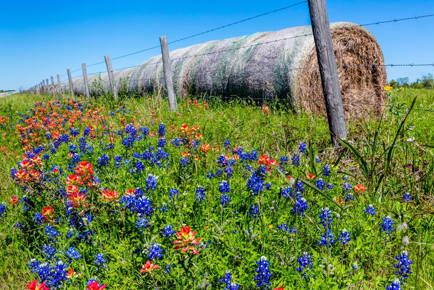 Barbed wire farm fence with wild flowers