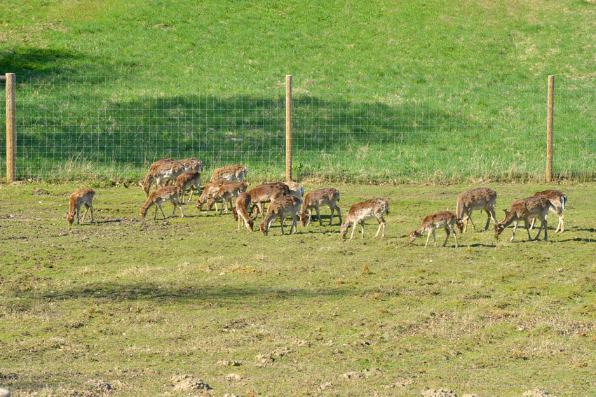 Deer fence surrounding property