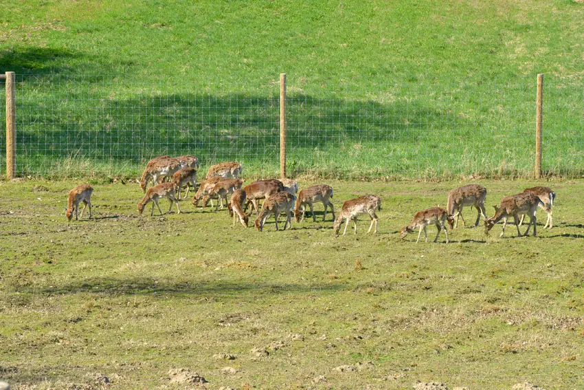 Deer fence around property
