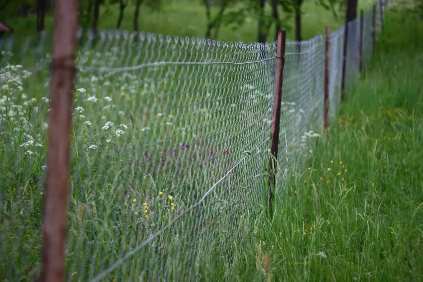 Metal chain link fence through grassy yard