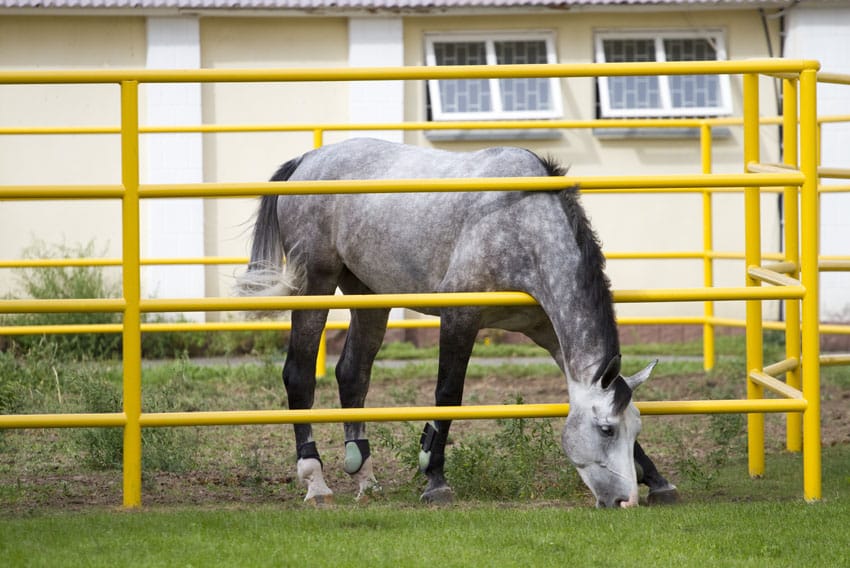 Metal horse fence on farm