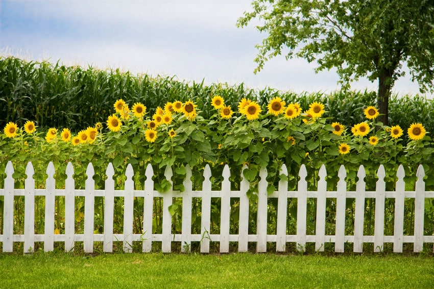 Small picket fence in garden