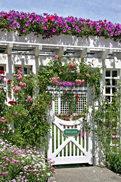 White lattice gate with flowering roses