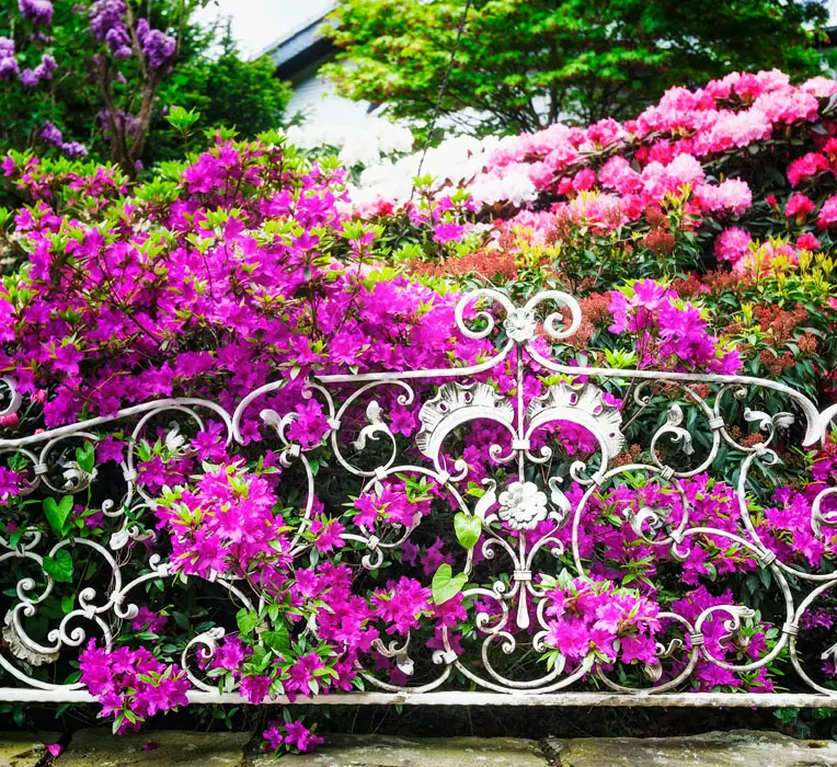 Iron fence with flowers