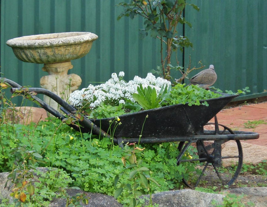 Antique wheelbarrow parked with flowers