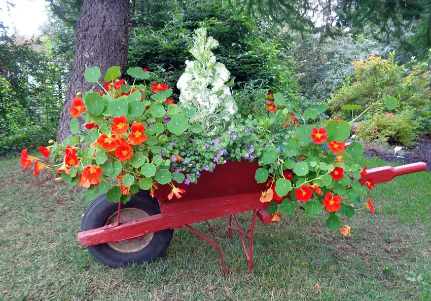 Red wheelbarrow flower cart