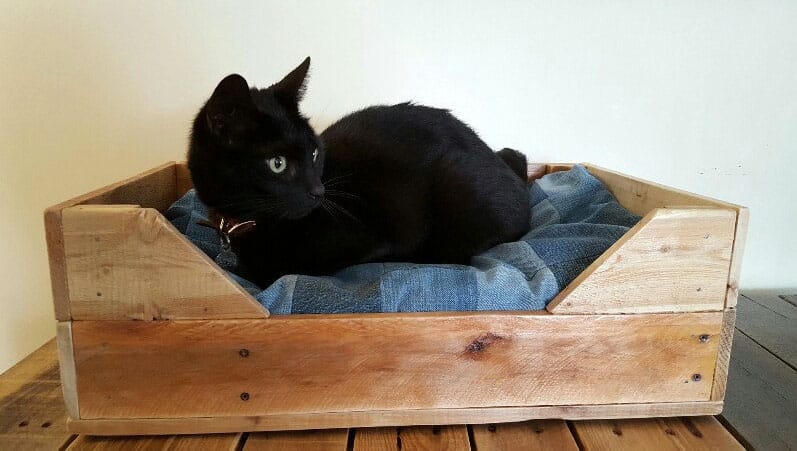 Black cat lying on a bed