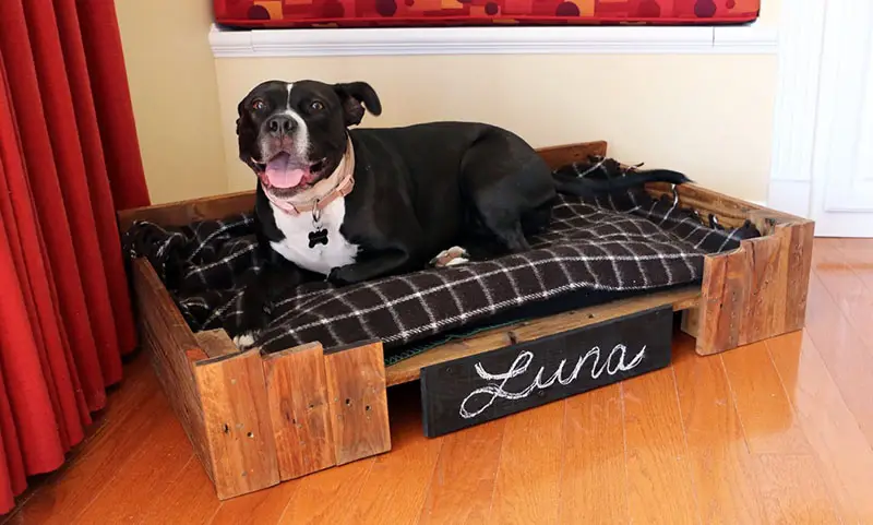 Dog on wooden dog bed