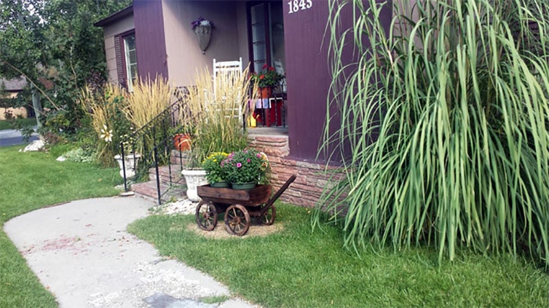 Wooden crafted wheelbarrow potted for flowers in front yard