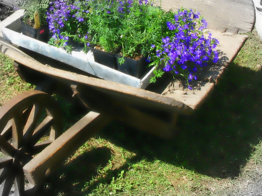 Wooden wheelbarrow turned in to a planter