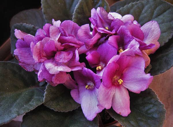 African Violets (Saintpaulia) Flowers