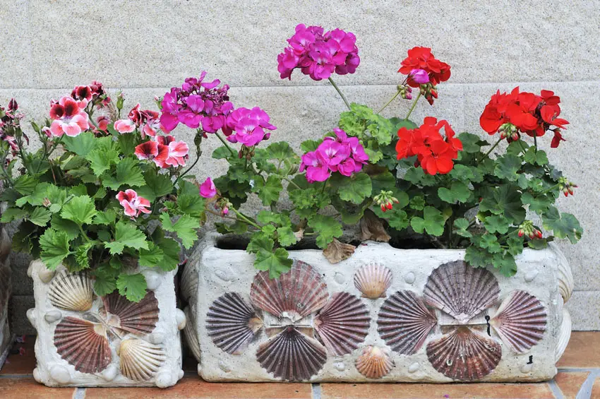 Artistic seashell flower box planter