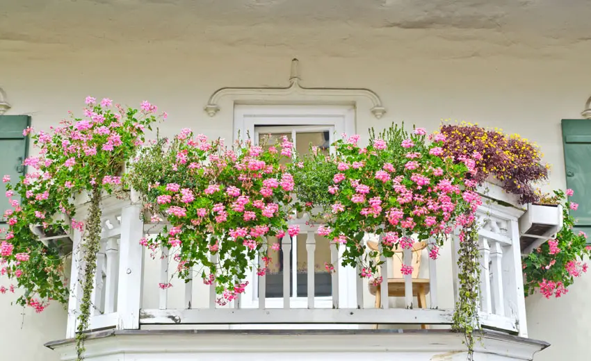 Balcony flower box with pink cascading flowers