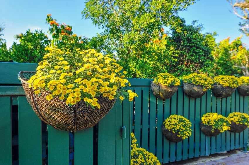 Beautiful yellow flowers in fence plant pots