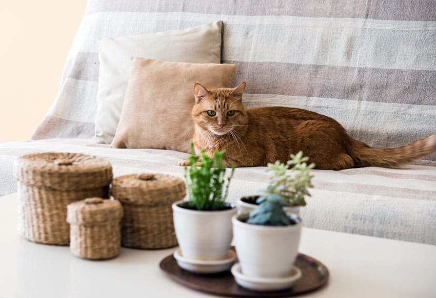 Cat on sofa next to house plants on coffee table