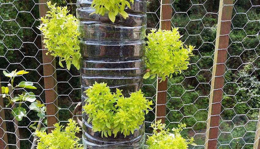 DIY vertical garden from plastic bottles and chicken wire fence