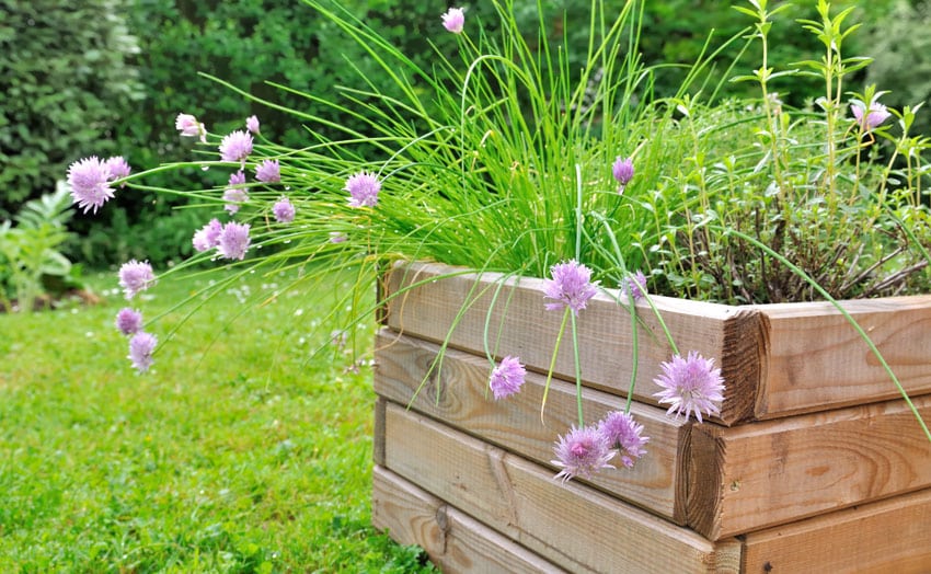DIY wood flower box in backyard with aromatic plants
