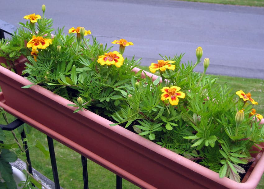 Fence flower box with marigold flowers