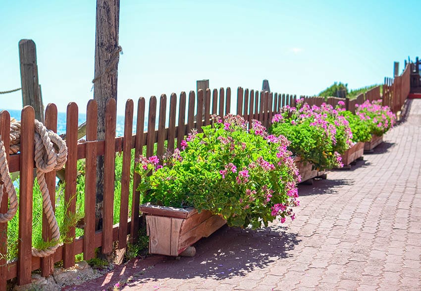 Fence made of wood with plantes and moss roses