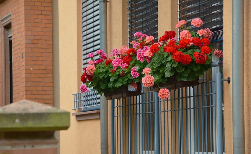Flower box on balcony with geraniums