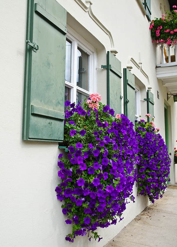 Purple petunias on window sill planter