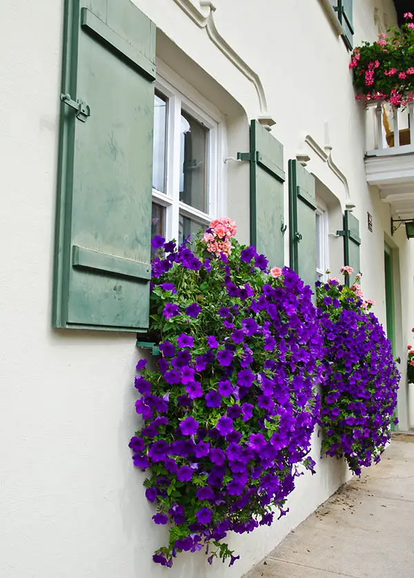 Flower box on windows with cascading purple flowers