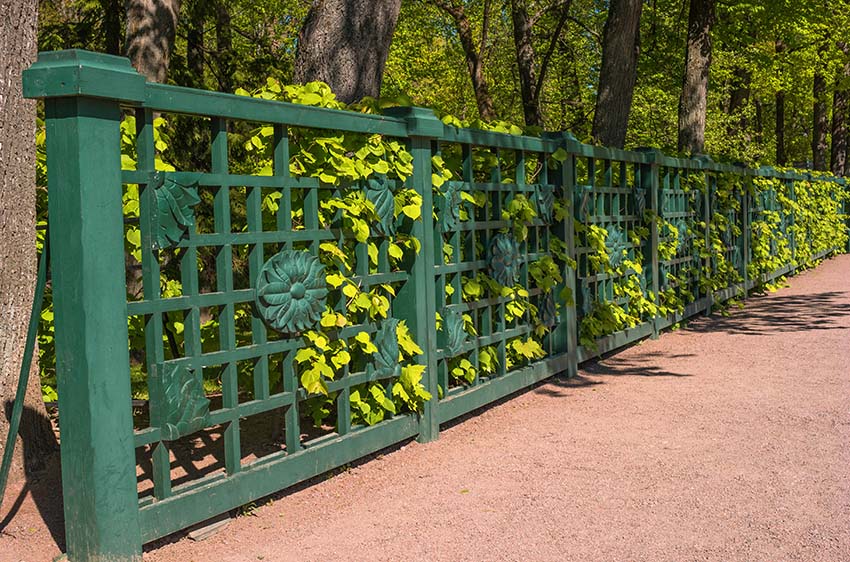 Green wooden lattice fence beside garden walkway