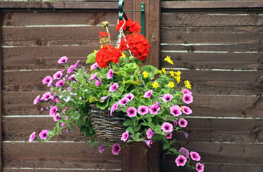 Hanging planter on fence with flowers