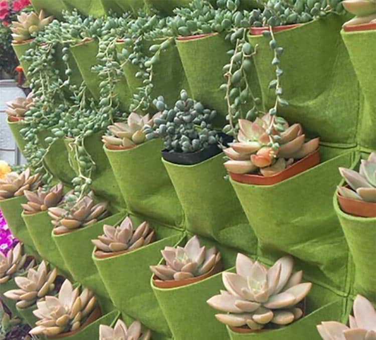 Hanging planter with succulent plants