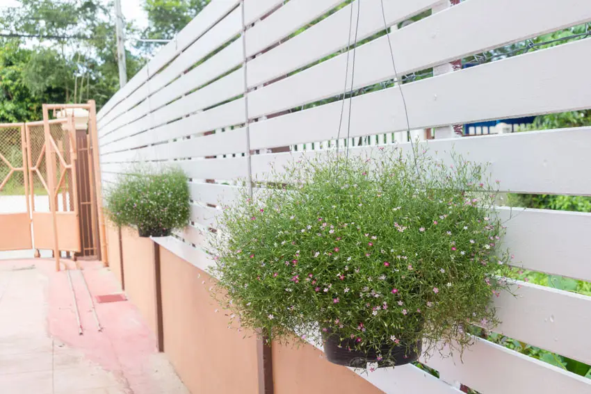 Hanging potted plants on fence