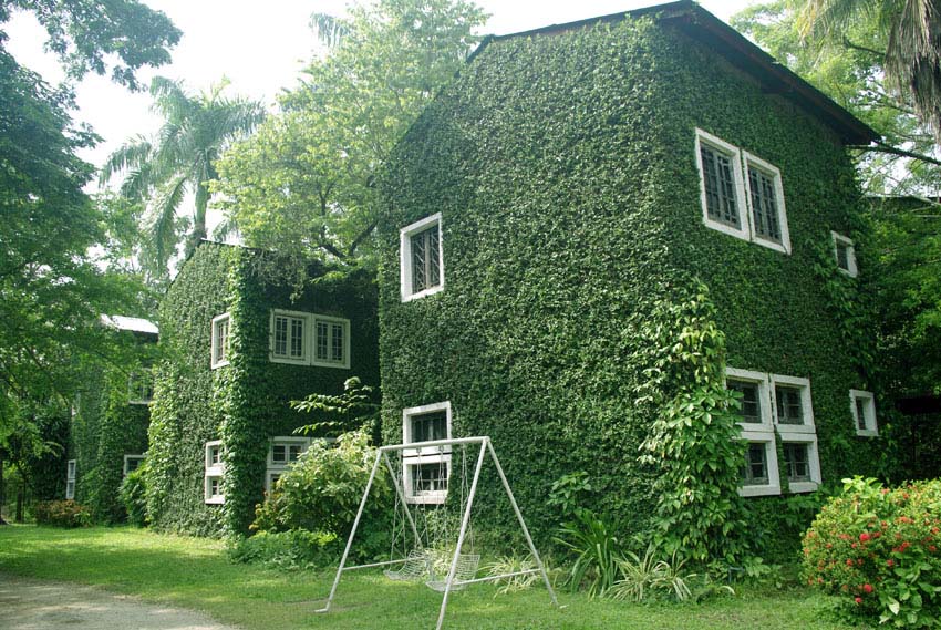 House with organic plant walls