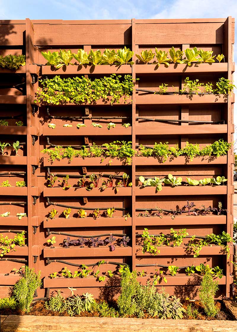 Hydroponic herbs on fence