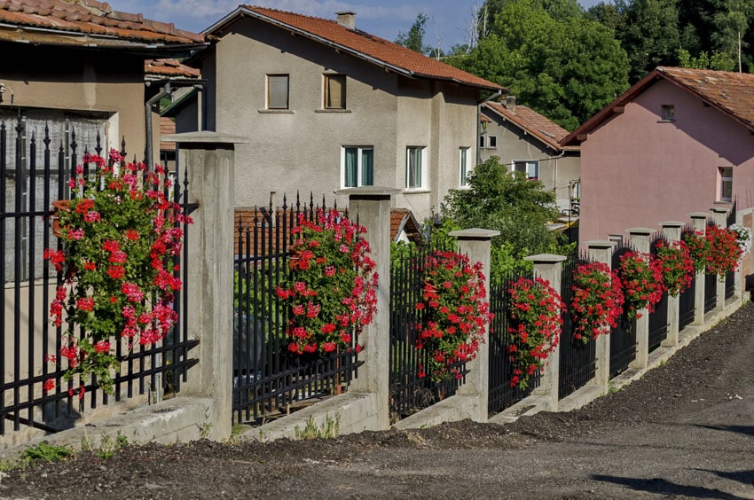 Metal and concrete fence with planters and red geranium flowers