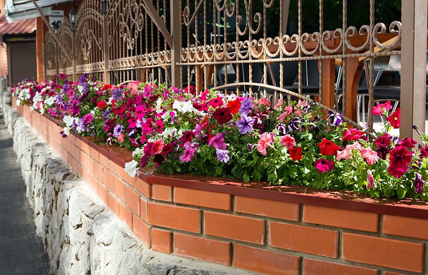 Metal fence with brick base with petunia flowers