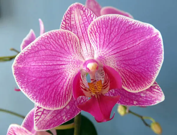Orchid Moth Orchid Blossom Phalaenopsis Flower