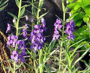 narrowleaf-angelonia-flower