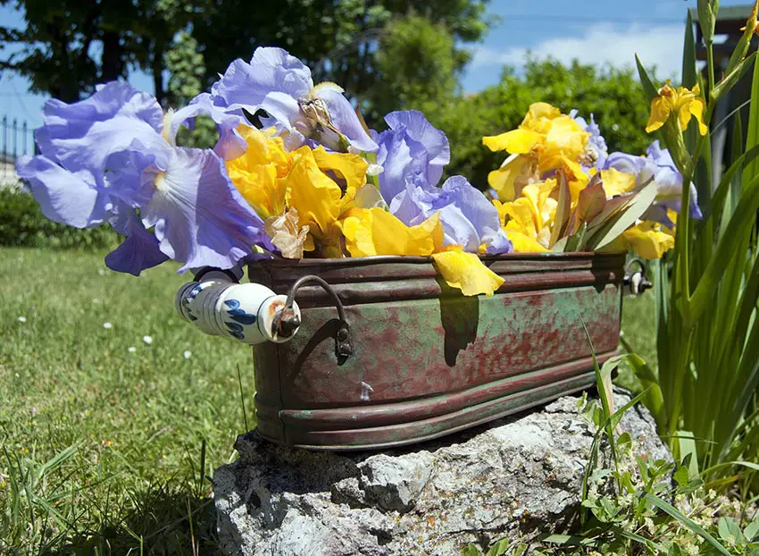 Old fashioned copper planter flower box