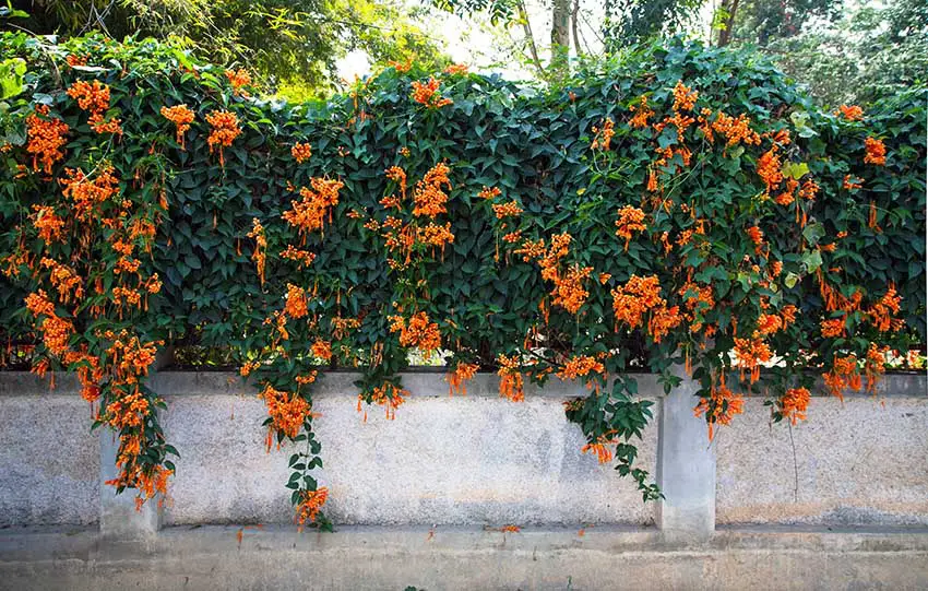 Orange trumpet vine climbing flowers on fence