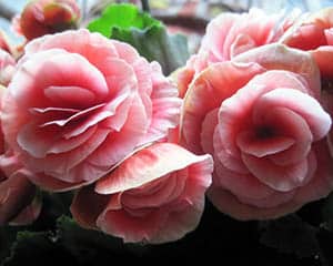 pink-begonia-flowers