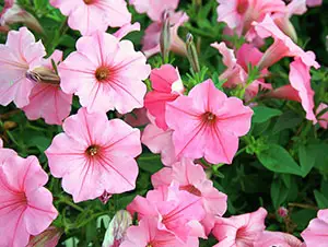 Pink petunias flower garden