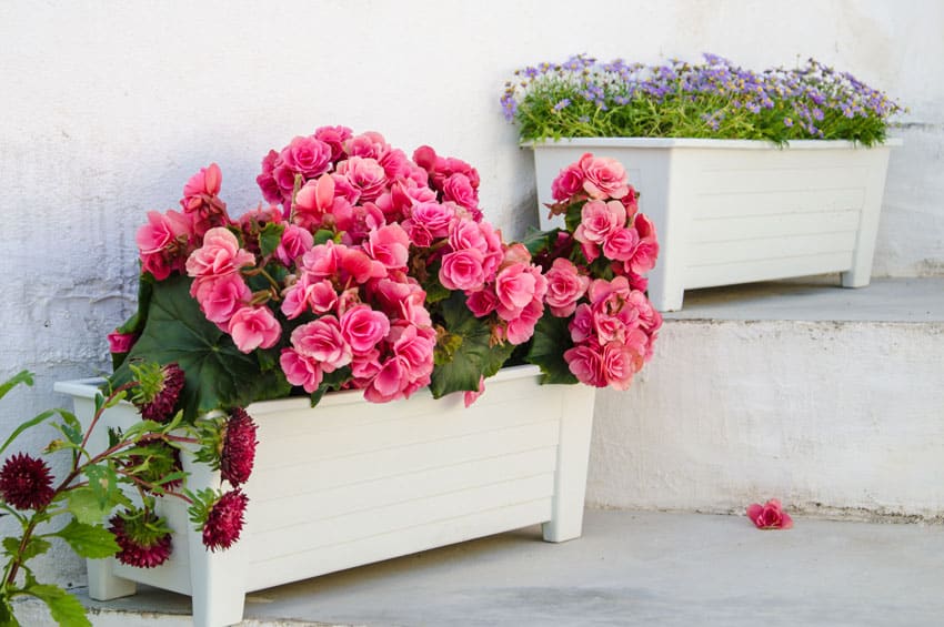 White flower planter boxes on patio