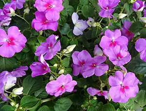 purple-impatiens-flowers