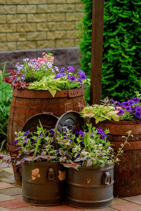 Blossoming flowerbeds in barrels and boxes
