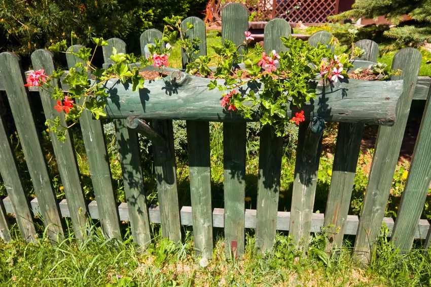 Rustic fence with flowers and planters