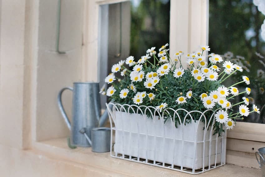 Small metal wire flower box with daisies on window sill