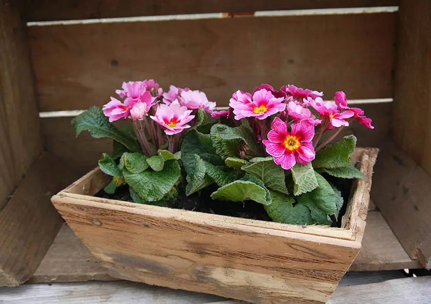 Small wood flower box with primroses